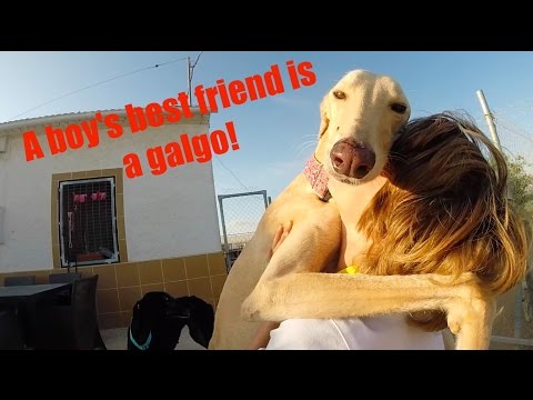 A rescue galgo and his boy xx
