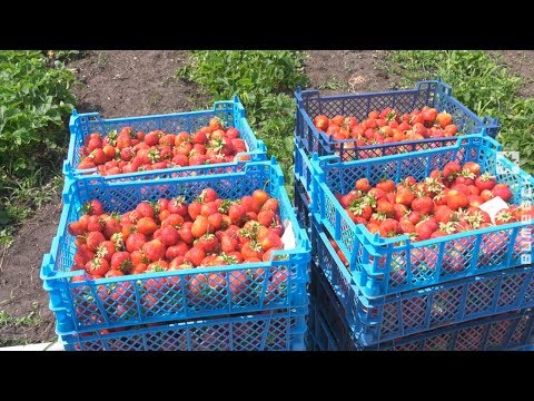 Ореховск претендует на статус
клубничной столицы области (18.06.2019)
