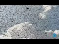 Devastating Plague Of Locust In Kenya