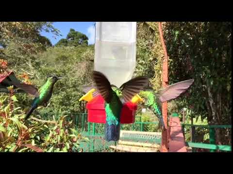 Fiery-throated Hummingbird / Colibri Garganta de Fuego, Paraiso de Quetzales