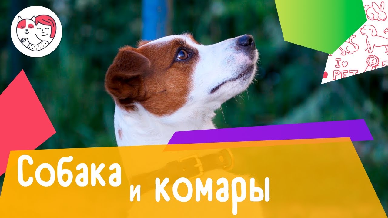 4 способа защитить собаку от комаров