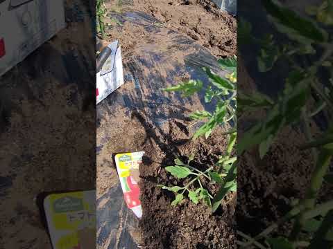 2024年のトマトの種まきと水やりの方法