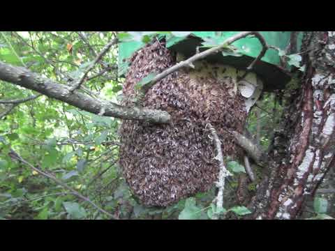 Пчеловодство.Экстремальное роеловство!Шок!Рой привился под ловушкой.#Shorts #Роеловство #Эксклюзив