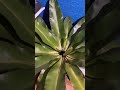 Bird's-nest fern #birdsnest #ferns #plants #plant #ytshorts #suggested #shortsfeed #up #pleasewatch