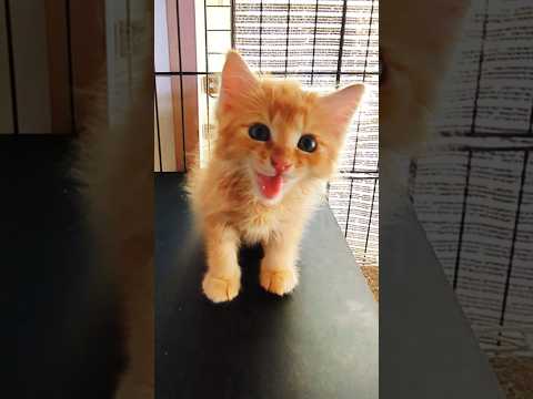 アルビノ猫の世話