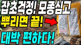 텃밭에 이것을 뿌리면 풀 잡초 안나서 농사가 훨씬 편해집니다