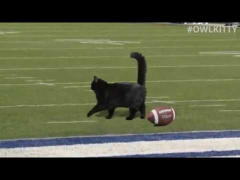 Black Cat Scores Touchdown (Giants - Cowboys Game)