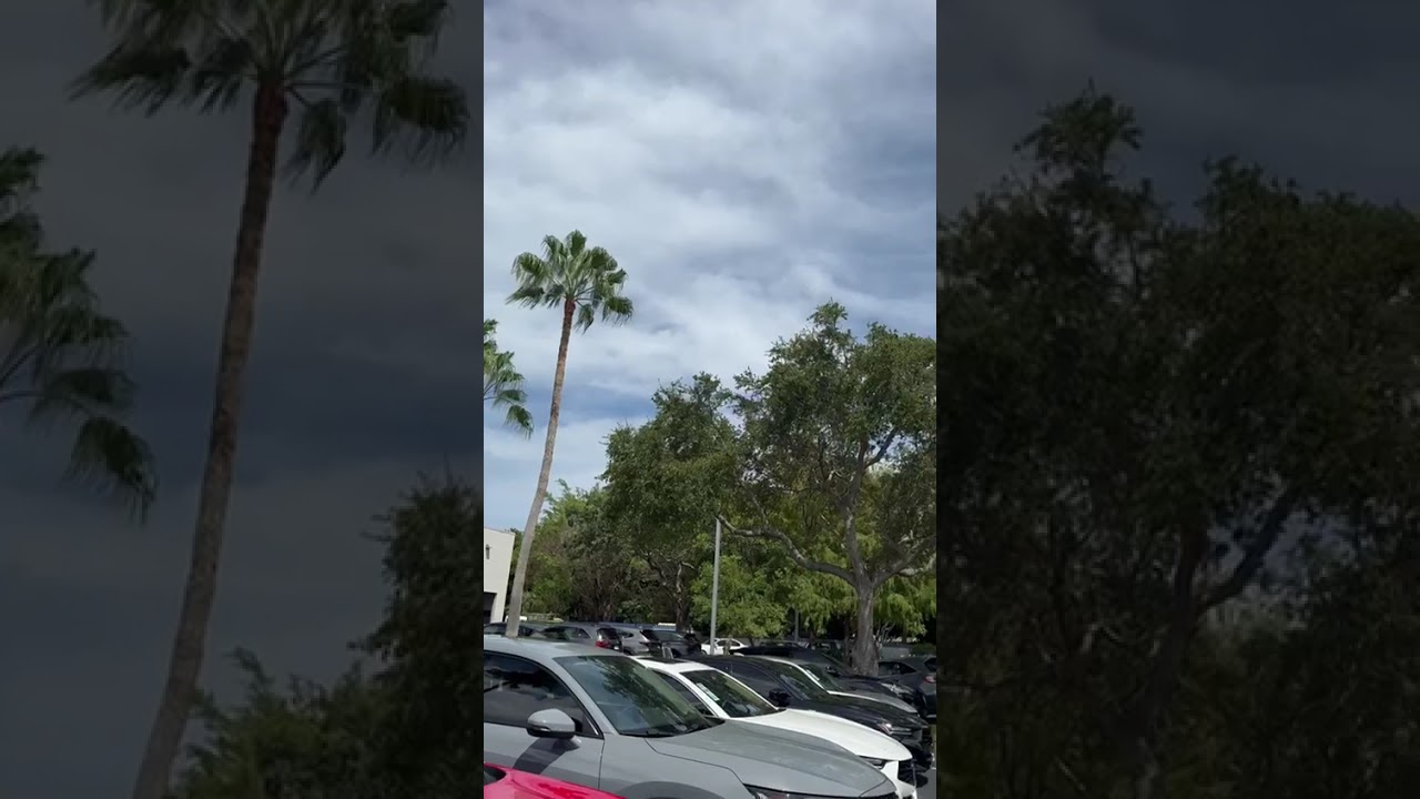 Tree Service of South Florida INC