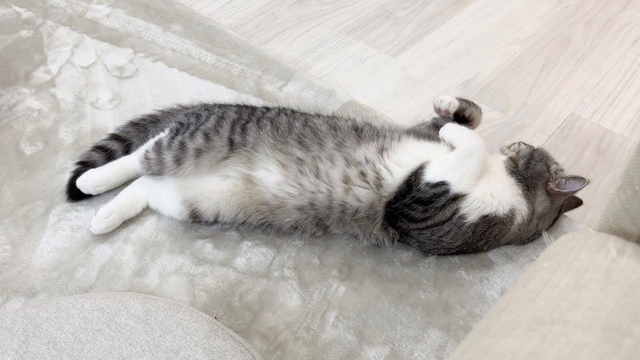 お腹いっぱいになると必ず「満腹です」のポーズをする猫がかわいすぎたw