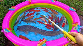 Download lagu Fishing for betta fish in pond, ornamental fish, catfish, koi, goldfish, big fish, turtles, duck mp3 Download lagu Fishing for betta fish in pond, ornamental fish, catfish, koi, goldfish, big fish, turtles, duck mp3
