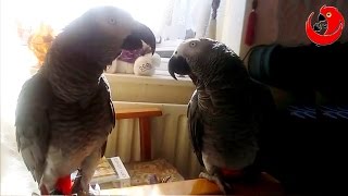 "Two beaks talk"