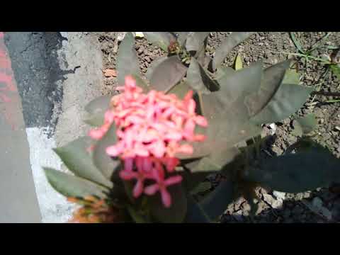 Small Flower Bunch plant for intreior