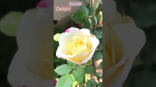 Double Delight Rose #doubledelight #colourmix #ros
