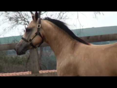 Lote 02 - Ace Whiz Dun It