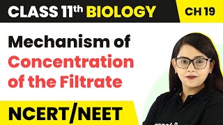 Mechanism of Concentration of the Filtrate | Class 11 Biology/NEET/AIIMS