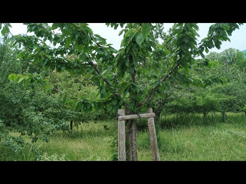 Kirschen (Prunus avium) - das Lieblingsobst der Germanen
