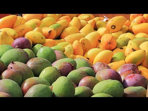 Decline in mangoes price: Consumers cheer but concern for growers