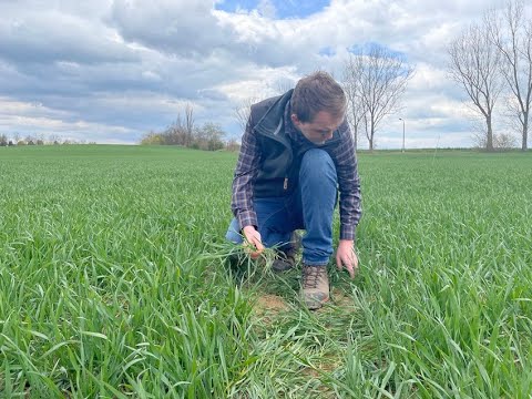 Feldexkursion 212: Versuche - Weizen hacken und Lupine optimieren