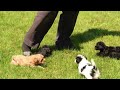 Havapoo dogs for sale: Talia - Video 1