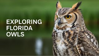 Owls: Florida’s Secret Night Hunters