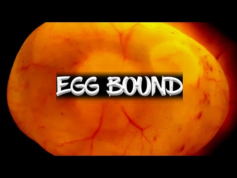 My Ball Python is EGG BOUND! (OH NO!)