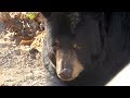 Black Bears Retired To Sanctuary From Entertainment Industry