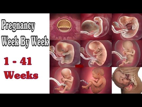 Pregnancy Week By Week || 1 - 41 Weeks Fetal Developments