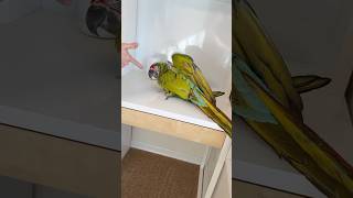 Great Green Macaw - Play Dead Trick