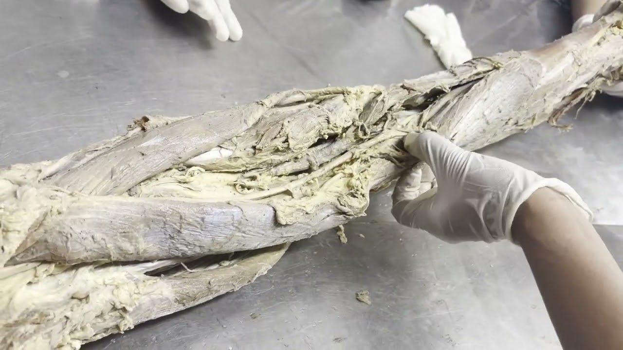 Anatomy lower limb practical’s ( very basics)