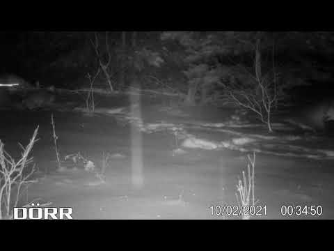 Fuchs in Krefelder Fuchsfalle, Betonrohrfalle