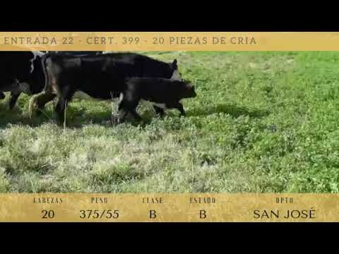 Lote 20 Piezas de cría 6AA,  4 HO. TNOS: HIJOS DE AA 375kg -  en RUTA 2 KM 152
