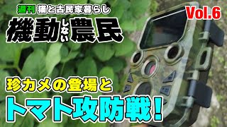 旨いトマトを守れ！突然現れる謎のカメに！突然始まるウナギ罠！の巻