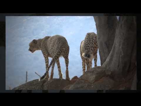 RHULANI MINUTE SAFARI - Cheetahs on the rocks