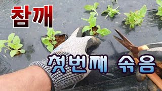 [텃밭농부. 1,061]  참깨 첫번째 솎음 #참깨재배