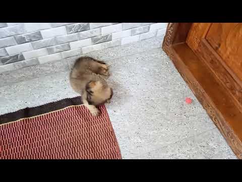 The puppy is playing with the ball