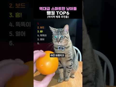 역대급 스마트한 냥이들 TOP6