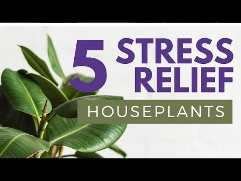 5 Stress Relife Indoor Plants. #plants  #shorts #short #viral #viralvideo #youtubeshorts #garden