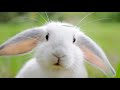 Animal Sounds (Rabbit) | Rabbit Sounds Effects