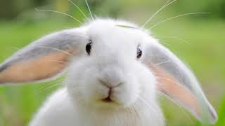 Animal Sounds (Rabbit)  Rabbit Sounds Effects