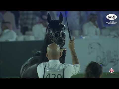 N 429 MAGIC OF SHAWAN   10th Arabian Horse Show for local Breeders in Saudi Arabia 2021   Stallions