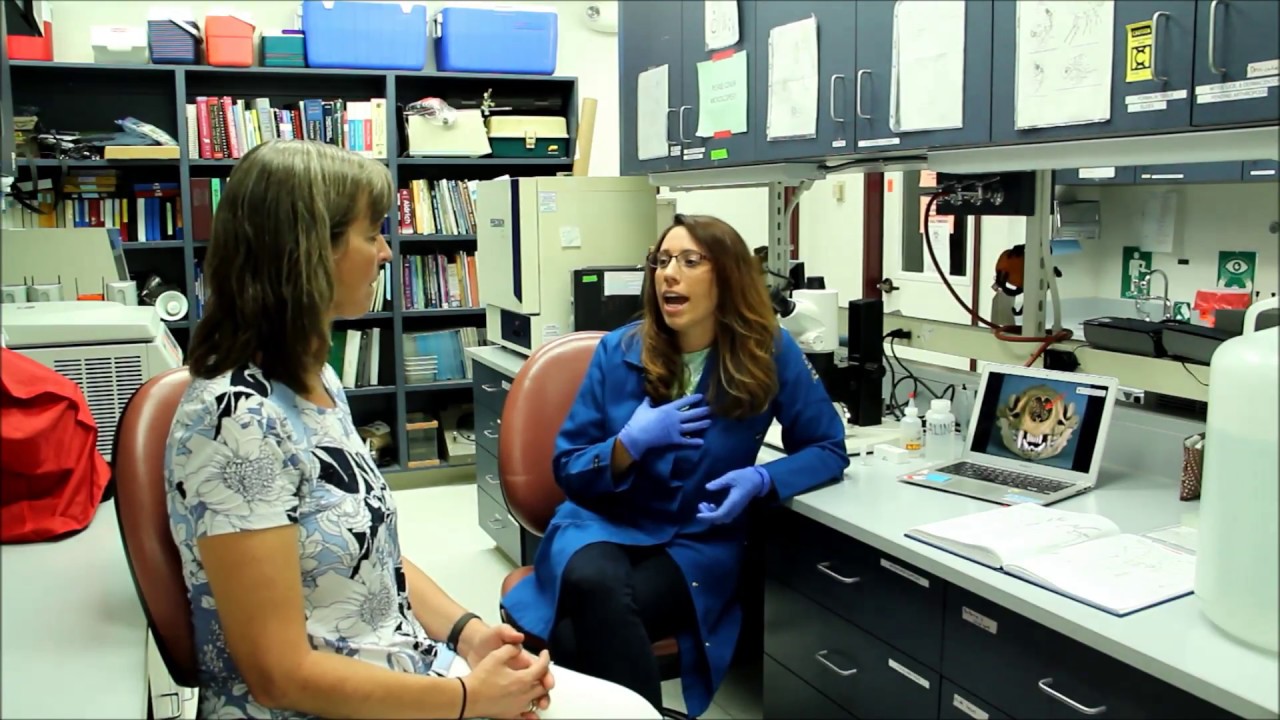 Risa Pesapane studies sea otter nasal mites - Part I