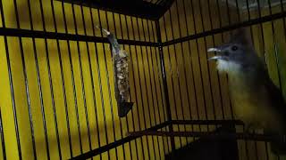 Download lagu Cucak jenggot isian pelatuk,gereja tarung,tengkek buto mp3