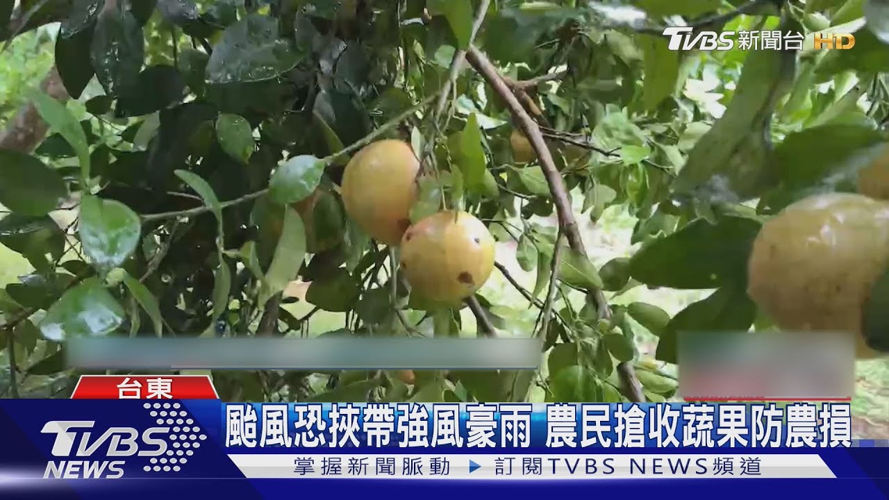 山陀兒颱風恐挾帶強風豪雨 農民搶收蔬果防農損