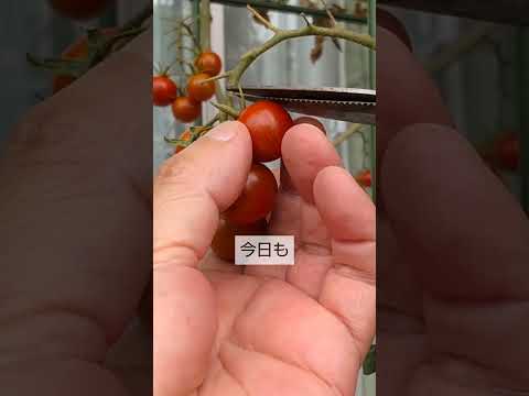 なぜトマトは育たないのでしょうか？この夏、すべてのチャンスを味方につけるためにすべきこととしてはいけないこと!  庭園