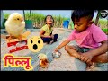 कोंबडीचे पिल्लू Chicks पळून गेलं 🫢