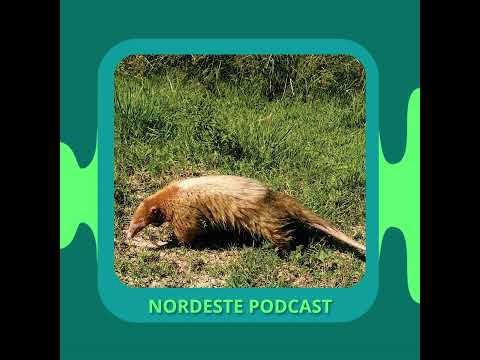 Histórico Hallazgo de un Oso Melero Albino en Mburucuyá (Corrientes): Primer Registro en Argentin...