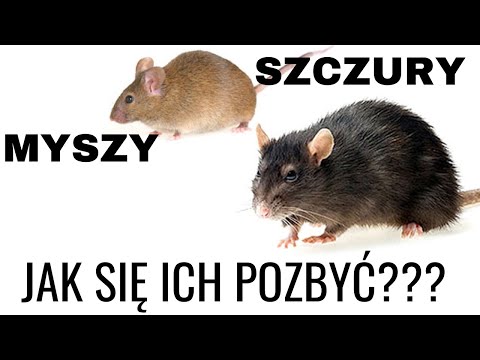HOW TO GET RID OF MICE AND RATS? Pest control - rat control - rat poison