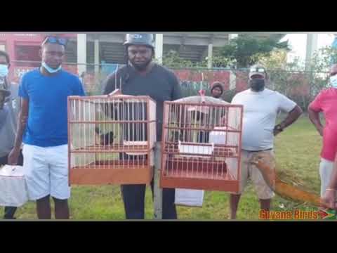 First 20 Whistle Towa Towa Bird Race | Renny vs The Unknown | Winner Is Renny