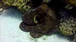 preview picture of video 'Octopus near Port Ghalib Marsa Alam, GoPro Hero 3+'