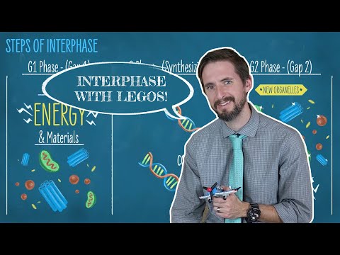 Clint Explains Interphase - Getting Ready To Divide